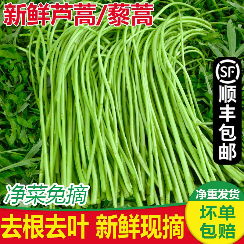 现摘现发篱蒿去叶茼蒿当季芦蒿新鲜黎蒿绿色蔬菜野菜藜蒿鲜嫩泥蒿