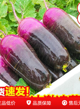 冰淇淋水果萝卜新鲜9斤甜脆冰糖心罗卜非凤梨潍坊紫心萝卜5包邮3
