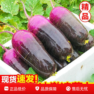 冰淇淋水果萝卜新鲜9斤甜脆冰糖心罗卜非凤梨潍坊紫心萝卜5包邮3