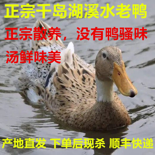 正宗4年老鸭千岛湖散养新鲜现杀