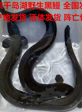 正宗千岛湖野外河鳗鲜活鱼白