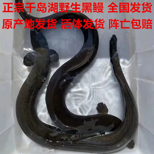 正宗千岛湖野外河鳗鲜活鱼白