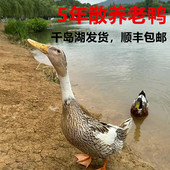 正宗5年老鸭千岛湖农家散养土鸭子麻鸭母鸭新鲜鸭肉活体现杀整鸭