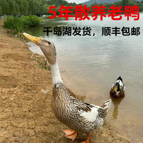 正宗千岛湖5年老鸭农家散养土鸭