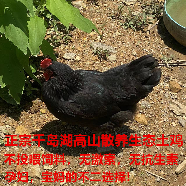 农家土鸡农家散养老母鸡草鸡正宗千岛湖高山土鸡现杀鸡肉新鲜整只