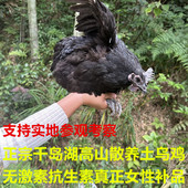 正宗散养乌鸡乌骨鸡土鸡千岛湖农家老母鸡新鲜现杀热销推荐 包邮