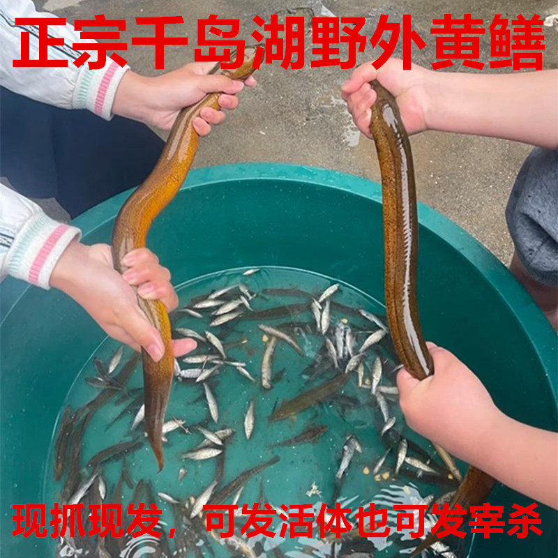 鲜活黄鳝正宗千岛湖野外黄鳝土黄鳝新鲜鳝鱼现捕现抓鳝段顺丰包邮