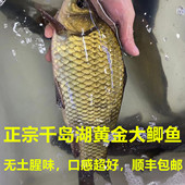 正宗千岛湖活鱼黄金鲫鱼生鲜活水产孕妇炖汤营养产妇儿童老人食用