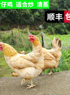 200天仔鸡嫩可做永州东安鸡湖南土鸡白切鸡农家新鲜生鸡肉现杀