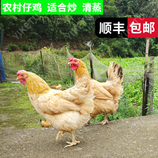 200天仔鸡嫩可做永州东安鸡湖南土鸡白切鸡农家新鲜生鸡肉现杀