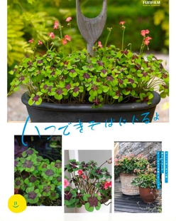 酢浆草盆栽  春植酢浆草  多年生  夏季开花  冬季休眠