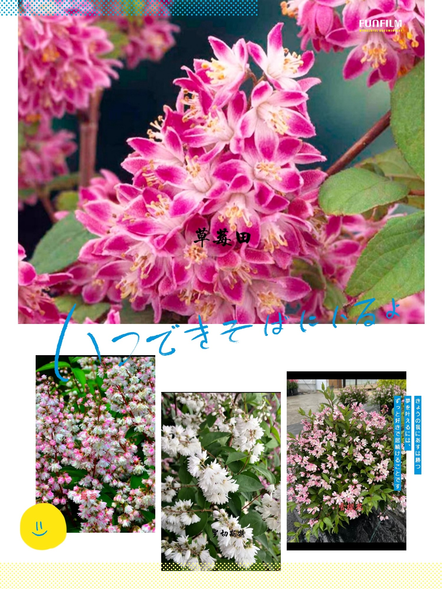 溲疏  阳台花卉盆栽庭院 多年生 耐寒耐热灌木盆苗