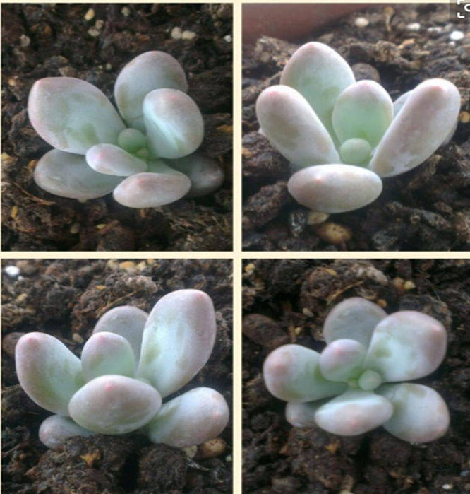 雅致--花语  都肉 桃美人 商品盆栽