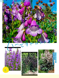 花海花园庭院 进口毛地黄吊钟柳 紫色神秘感高耐寒耐热多年生宿根