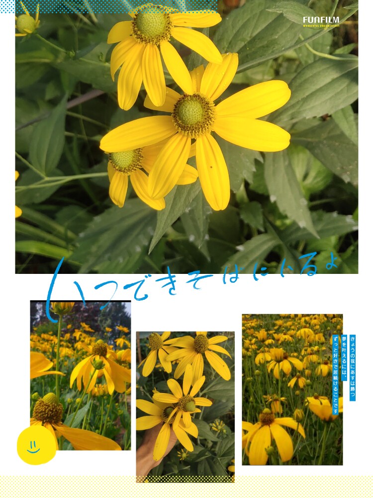 庭院花海花园 高杆金光菊 秋日暖阳多年生宿根高耐寒耐热