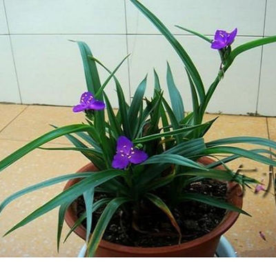 花海 庭院  花园 紫露草 多年生宿根耐寒耐热花期长 15厘米盆苗