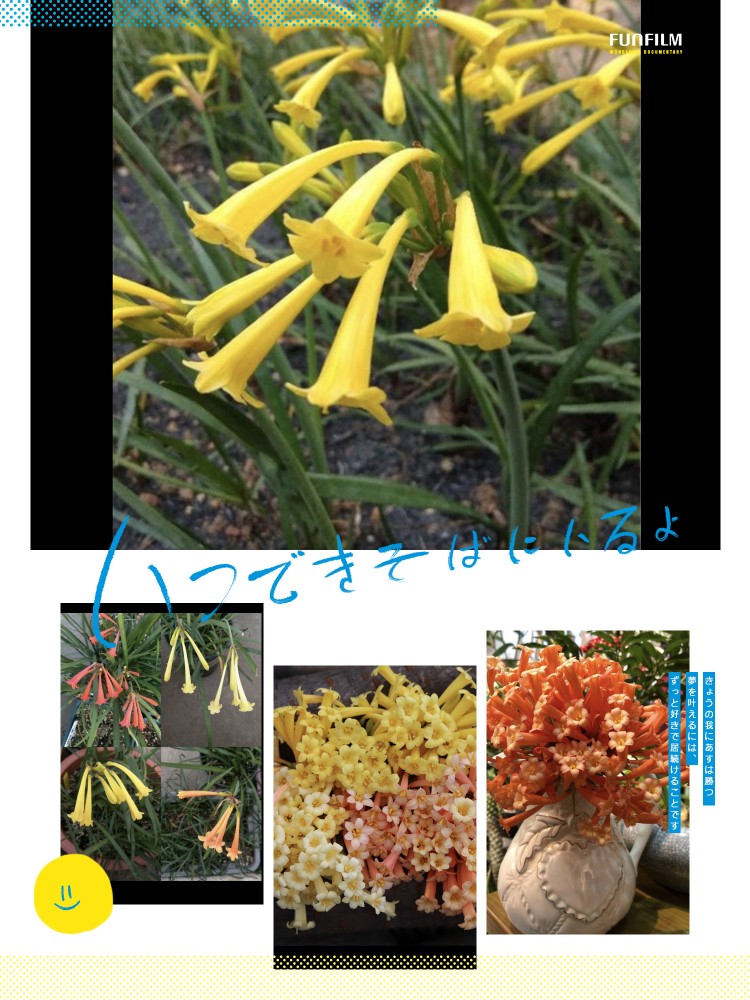 进口 垂筒花 球根花卉 优雅盆栽 多年生   春节开花 期秋冬春季