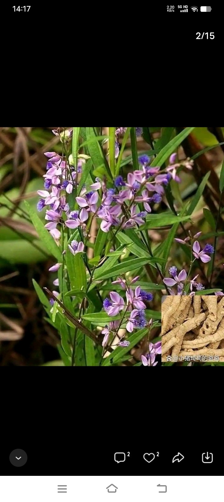 远志  草药花卉  多年生宿根  耐寒耐热  花期春夏季