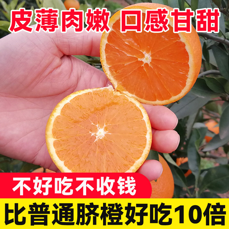 四川九月红橙子新鲜现摘甜橙9斤