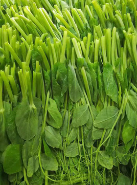 鲜嫩现摘四川豌豆尖新鲜当季蔬菜孕妇露天嫩豌豆苗农家自种豆苗