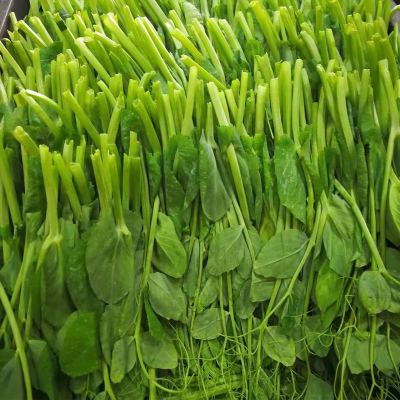 四川新鲜现掐豌豆尖5斤