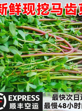 【航空空运】现摘野菜马齿菜