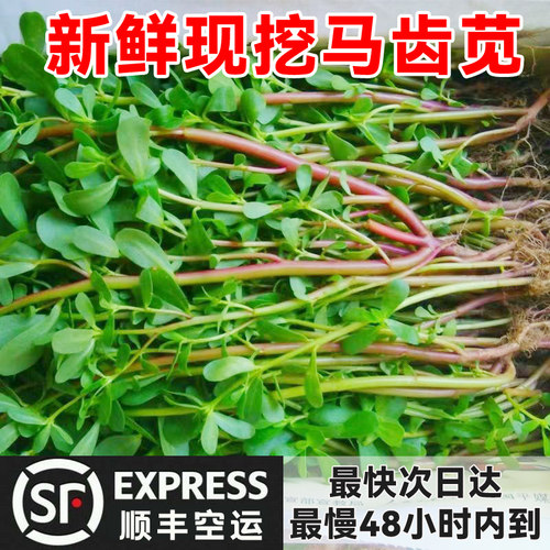 【航空空运】现摘野菜马齿菜