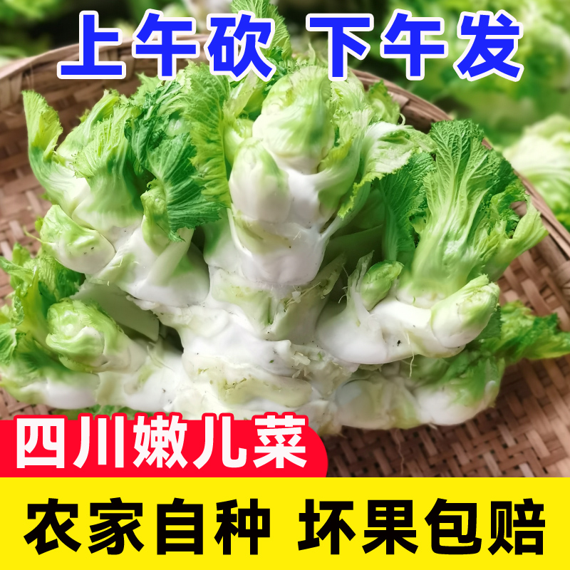 四川新鲜现砍儿菜整颗发货