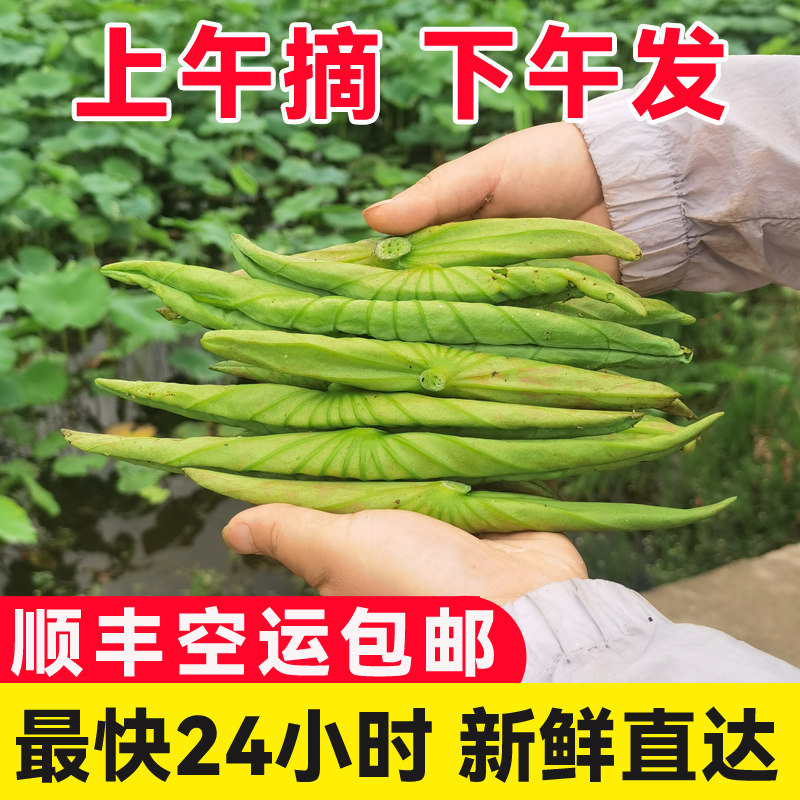 航空空运包邮嫩荷叶新鲜荷叶尖