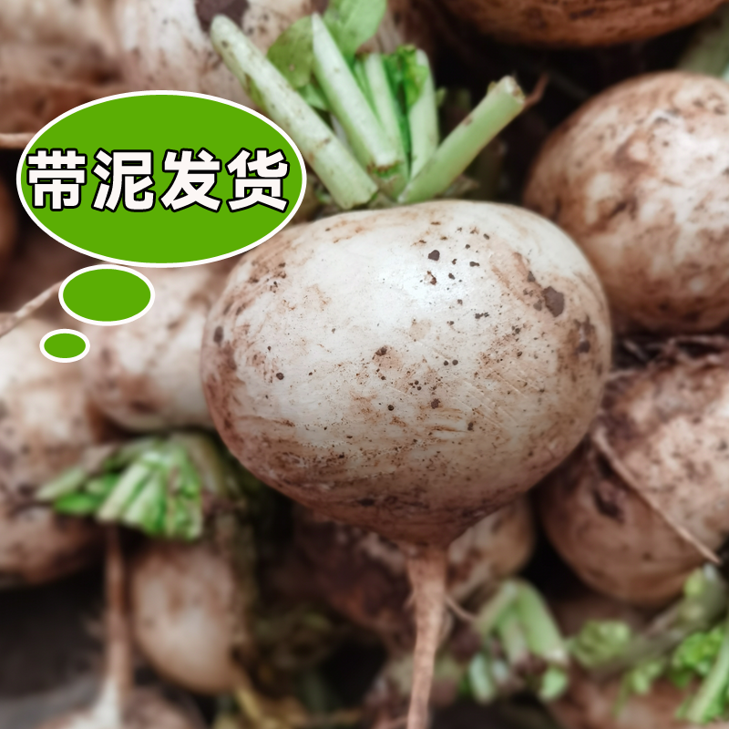 四川圆白萝卜新鲜现拔带泥发货炖汤腌制萝卜干正宗春不老软糯香甜