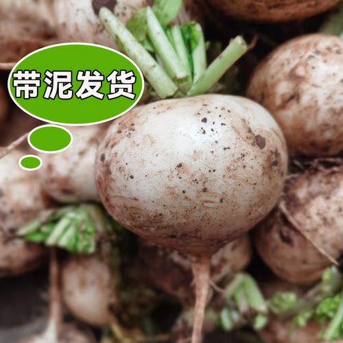 四川圆白萝卜新鲜现拔带泥发货炖汤腌制萝卜干正宗春不老软糯香甜