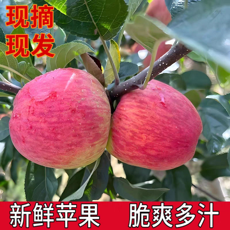 红露苹果 昭通新鲜脆甜苹果 当苹果