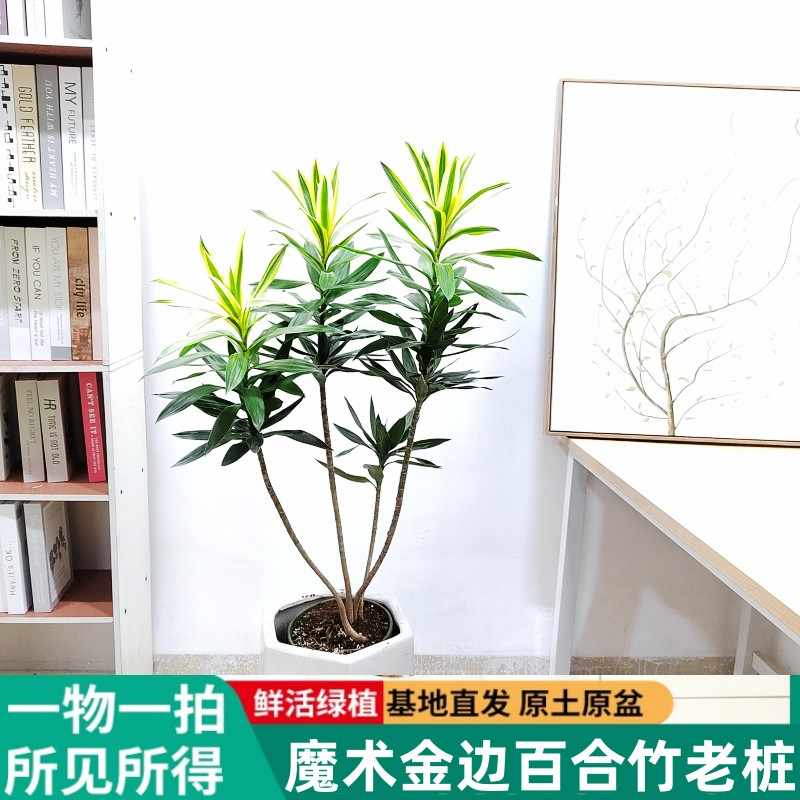 魔术金边百合竹盆栽绿植花卉植物室内客厅办公室桌面招财耐阴好养