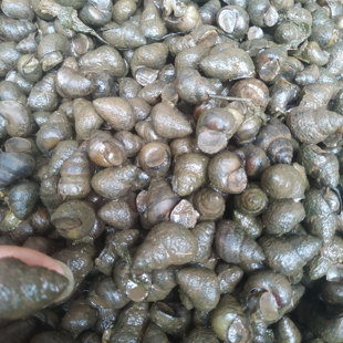 可以用脚踩碎的大中小号打窝石螺巨物钓鱼饵料田螺黑坑水库青鱼