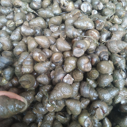 可以用脚踩碎的大中小号打窝石螺巨物钓鱼饵料田螺黑坑水库青鱼