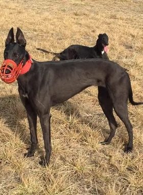 纯种格力犬幼犬活体宠物狗灵缇惠比特细狗猎兔犬家养小型护卫狗狗