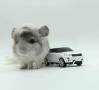 Мой сосед Totoro Live Cubs Lives Purple Grey Silver Standard Serue Sery Powder White Living Totoro Baby Toy Toy Coll Network Red Doll