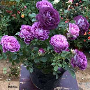 合唱团 月季扦插花苗大花浓香紫色灌木丰花院阳台绿植花卉