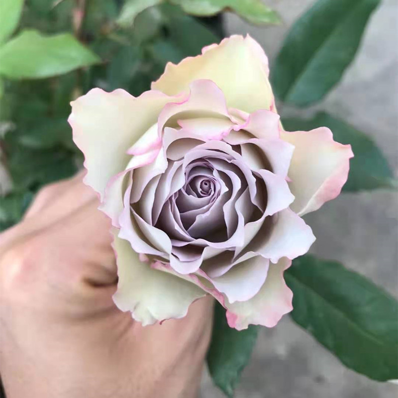 青金石面纱切花月季扦插盆栽阳台花园灌木玫瑰 开花卉