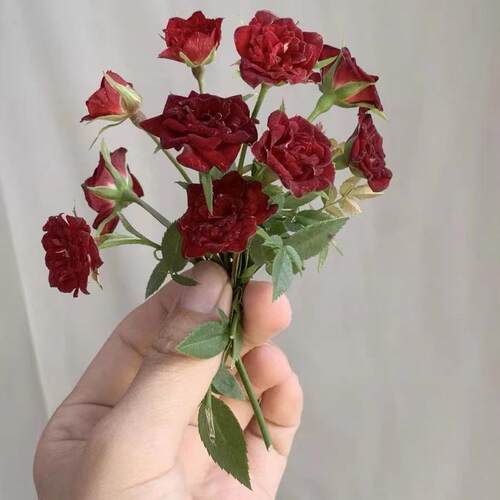 味景泰国小妹稀有品种