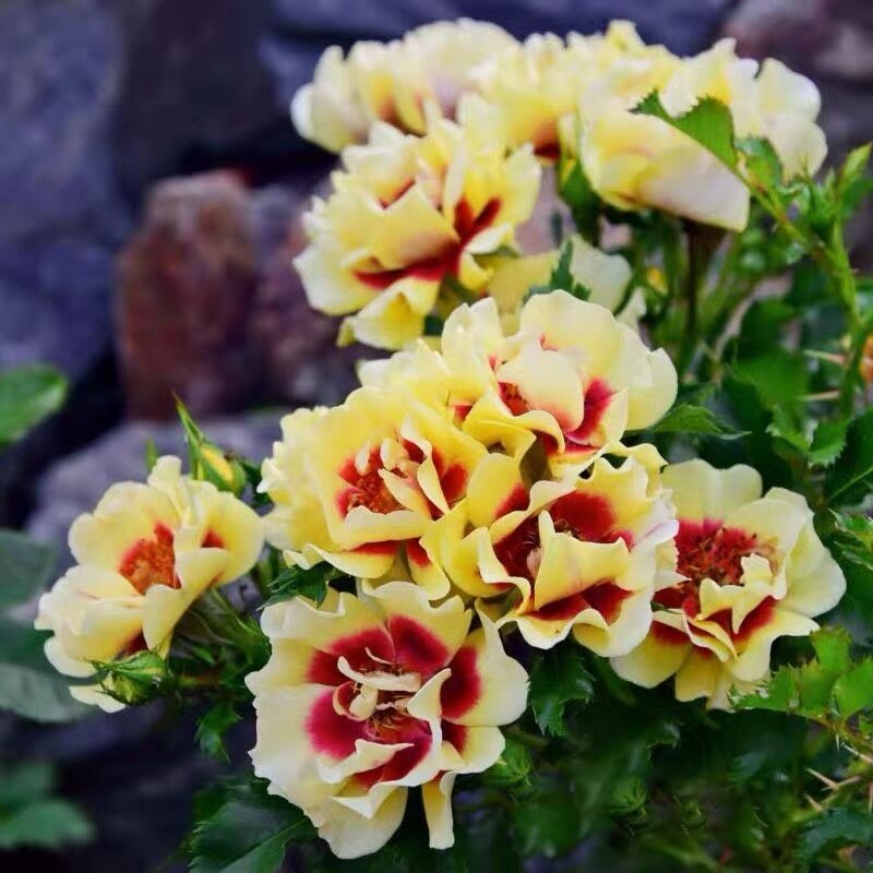 日落巴比伦眼睛月季小苗 丰花勤花阳台庭院盆栽绿植花卉扦插苗