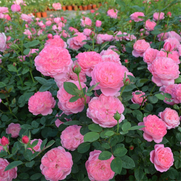 梦光环月季盆栽 阳台庭院大花浓香扦插四季开花玫瑰花苗四季花卉