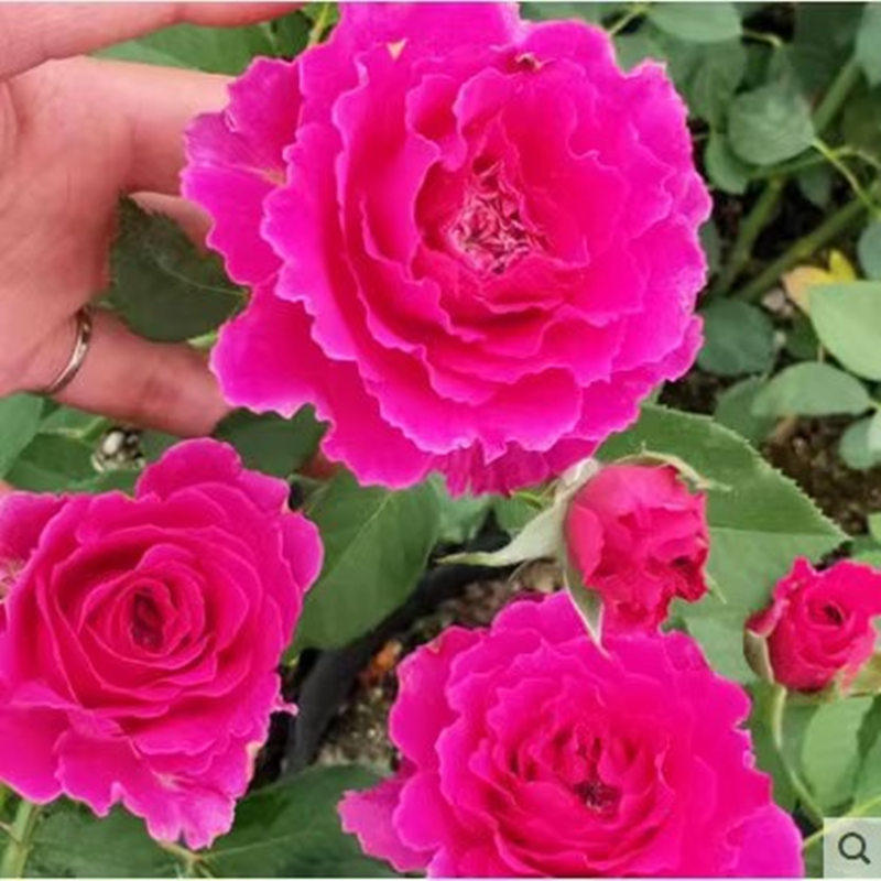 草药 月季扦插花苗 大花 浓香 丰花多头月季多季开花飘逸的波浪边