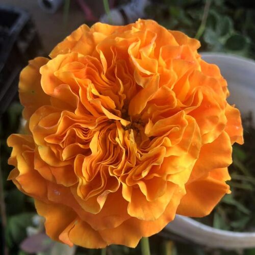 芒果酒吧切花月季扦插花苗大花玫瑰橙黄色波浪边