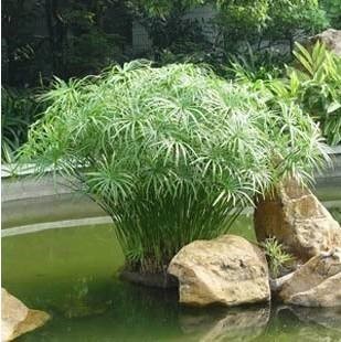 水竹子盆栽水培水生植物旱伞草 庭院室内水棕竹苗 四季常青包邮