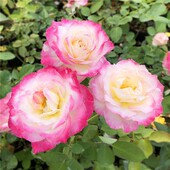 真品六翼天使月季 扦插花苗河本天使系列庭院四季 阳台花卉浓香小苗