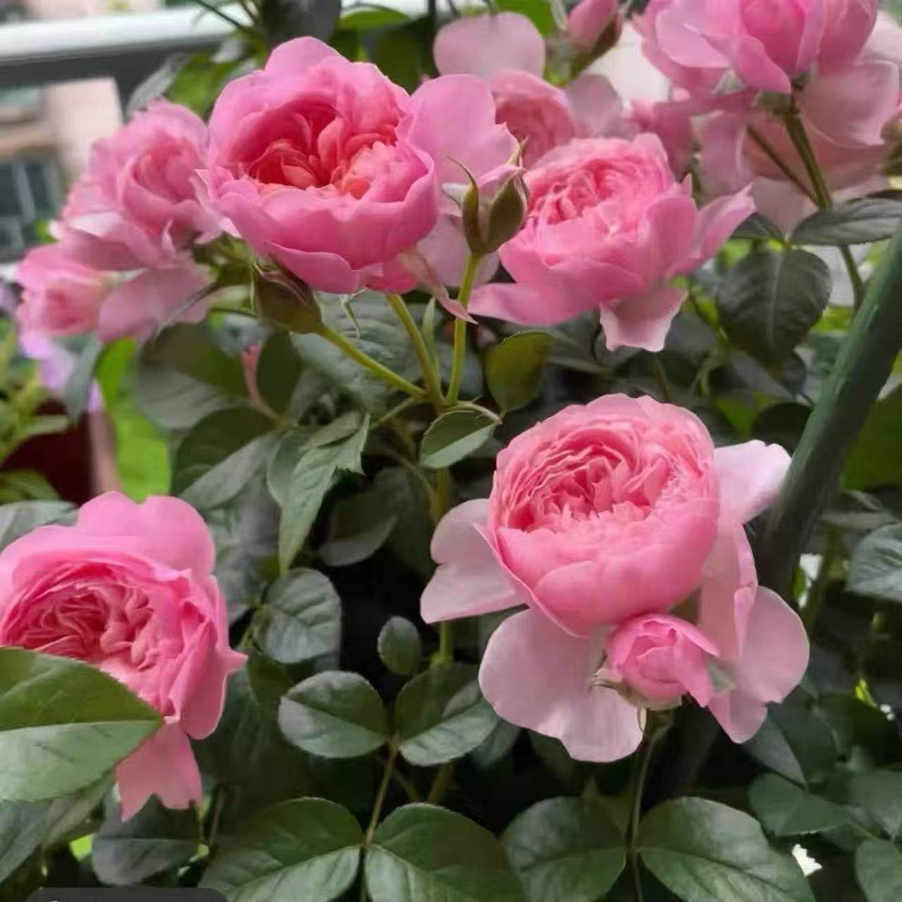 盈盈粉  月季花苗 国月灌木多头 勤花粉色橙黄色多变阳台盆栽,鲜花速递/花卉仿真/绿植园艺,月季/蔷薇/玫瑰,淘宝优惠券,粉丝福利购,淘宝优惠卷