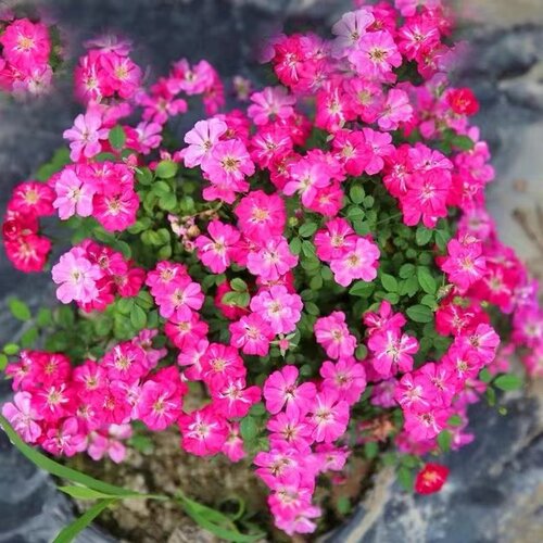 花苗盆栽阳台庭院地栽花卉