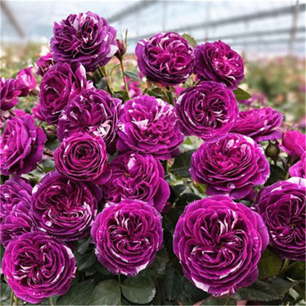 味景芬芳宝石扦插苗新