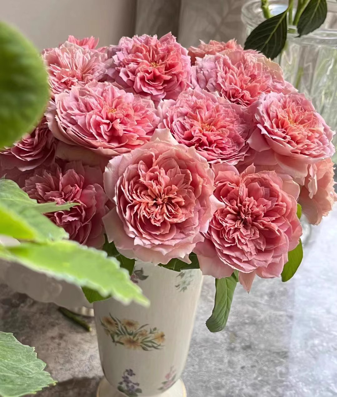 煎饼磨坊 新品抗病耐晒玫瑰月季花卉绿植盆栽地栽阳台花苗